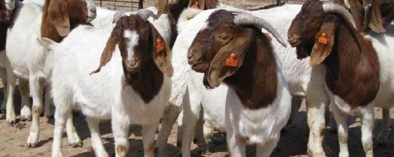 波尔山羊的养殖技术与管理，羊饲料添加剂配方