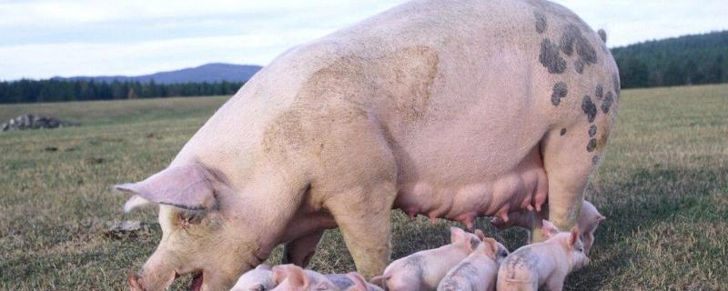 氯前列醇钠可以在母猪生产时使用吗，生产时间太长怎么办