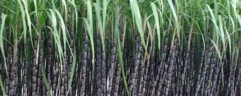 甘蔗种植时间和方法，如何管理