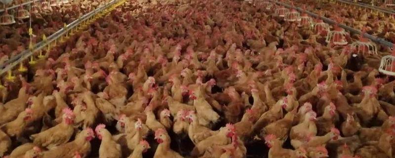 畜禽养殖污染防治管理办法，畜禽养殖污染物排放标准