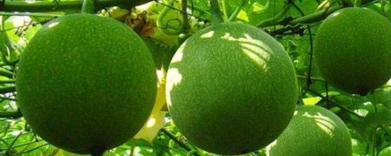 瓜蒌种植的成本和效益，附种植方法