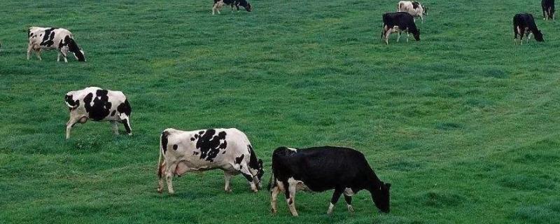 乳畜业养什么，欧洲西部乳畜业发达的原因