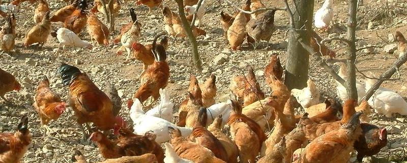 养鸡1000只利润和成本，养鸡常用的五种中草药