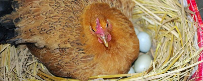 母鸡醒抱方法风油精，母鸡醒抱后多久恢复下蛋
