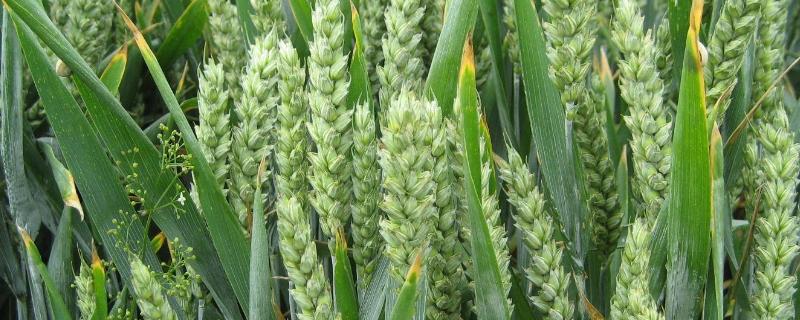古代小麦的别称，谈谈小麦或油菜的栽培与管理