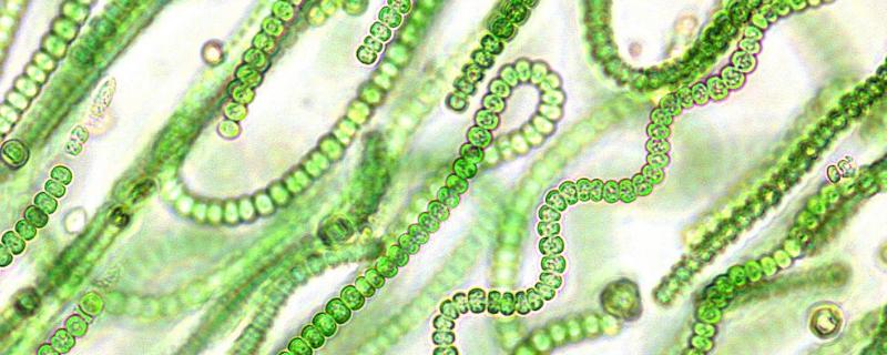蓝细菌有叶绿体吗，和蓝藻一样吗