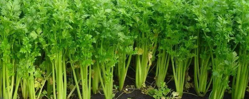 露地芹菜的种植技术，怎么管理长得快