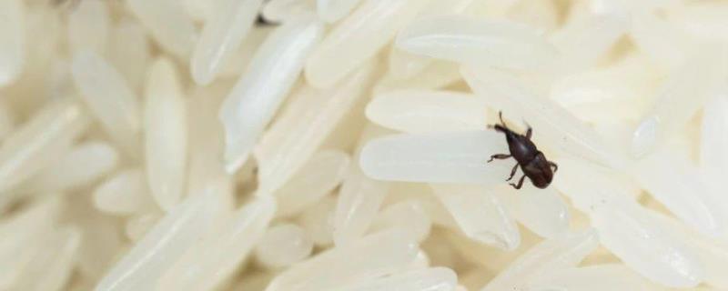 米出虫了要怎么才能把虫去掉，米生虫了还能吃吗