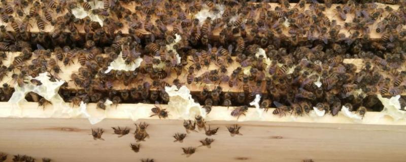 工蜂产卵的最佳处理方法，产卵多少天出工蜂