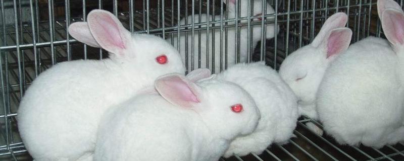 养殖兔子兔舍怎样建，兔舍用什么消毒好