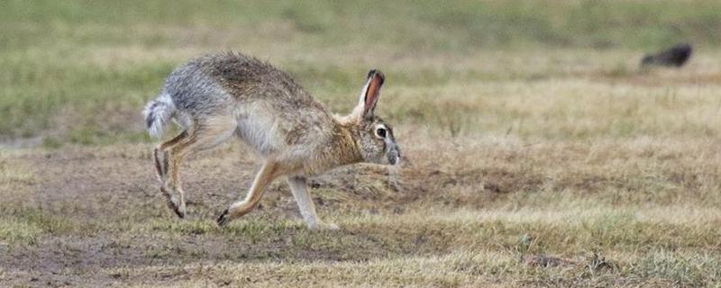 野兔的活动范围和生活规律，养殖需要办理什么手续