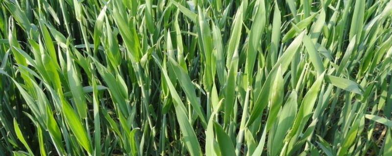 霜降后种植的小麦产量，种植密度对小麦的产量有影响吗