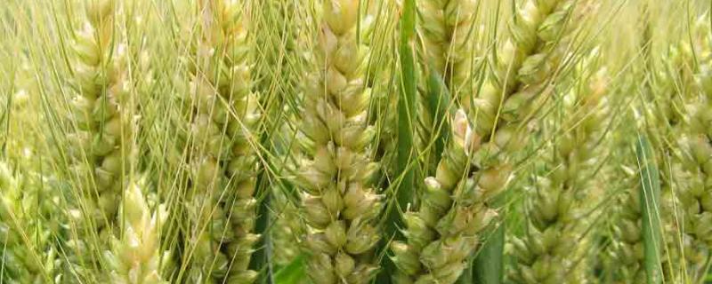 小麦几天发芽,几天出土，为什么用喷雾法可以增加小麦的产量