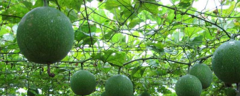 瓜蒌的种植技术及效益，和吊瓜子是同一种东西吗