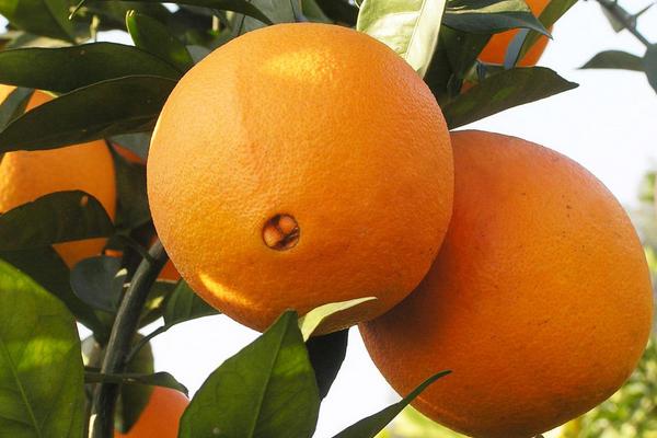 脐橙有哪几种品种