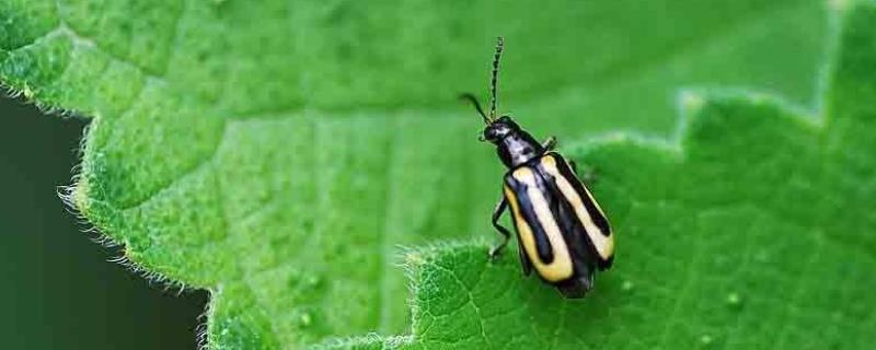 跳甲虫用什么药杀死最快，它是怎么繁殖的