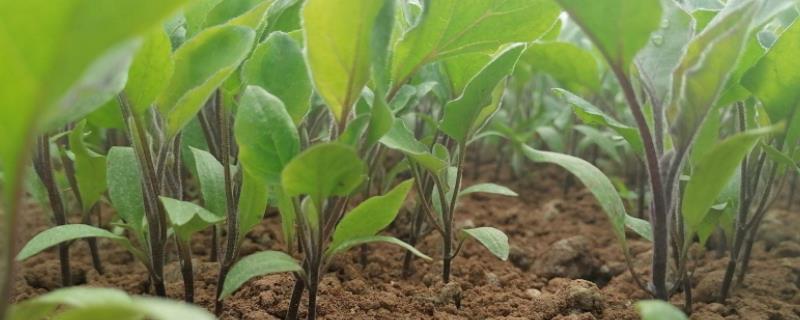 准备移栽的茄子幼苗和黄瓜幼苗,根部总是带有一个土团，移栽适宜温度是多少合适
