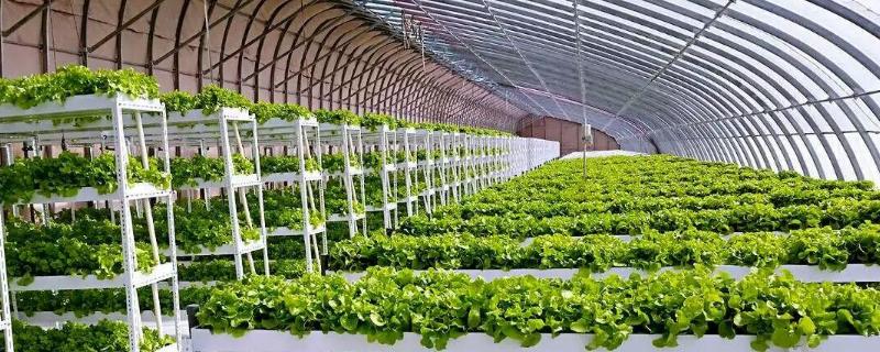 大棚蔬菜种植技术与管理，大棚的作用主要是