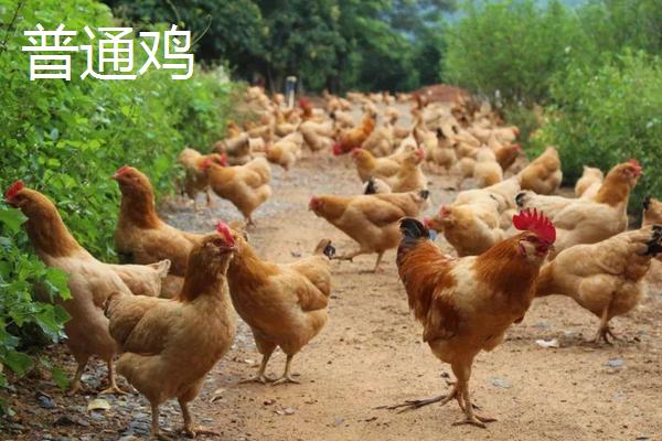 火鸡养殖技术，火鸡和普通的鸡有什么区别