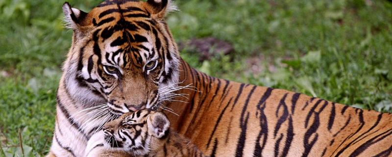 老虎的繁殖，繁殖能力强吗