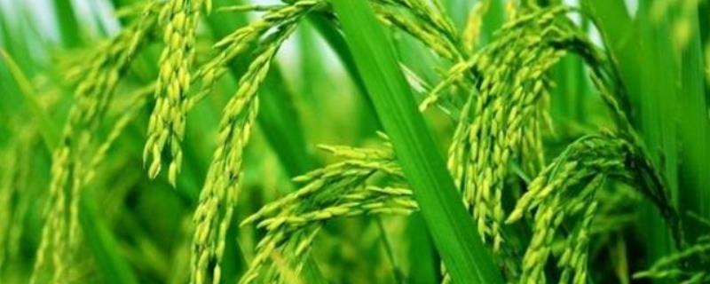水稻的主要特征有哪些，附水稻的起源和历史