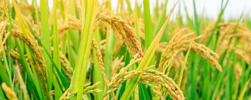 陕西水稻主要种植区，杂交水稻我们有吃过吗?