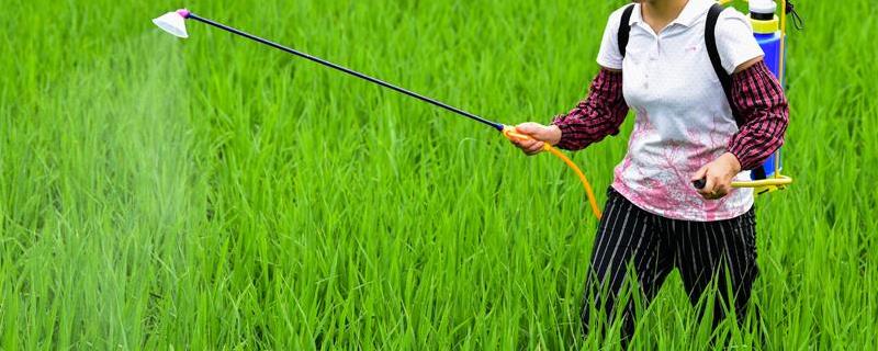 拿地稳在水稻什么时期使用，水稻小的时候叫什么名字