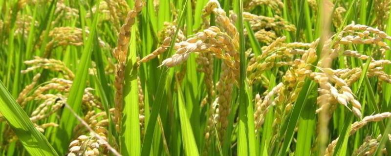 水稻生活史分成，水稻种在哪里