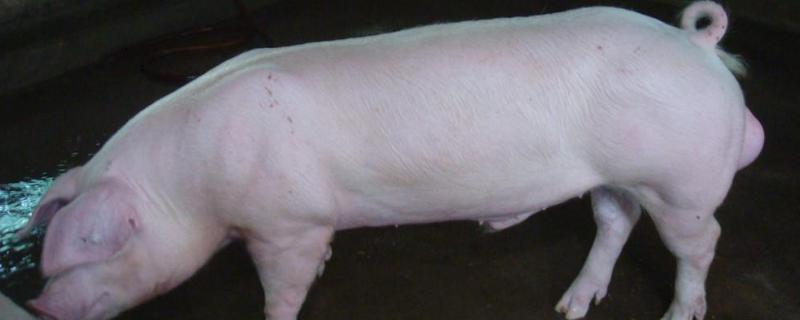 种猪是公的还是母的，种猪养殖标准养殖场要求
