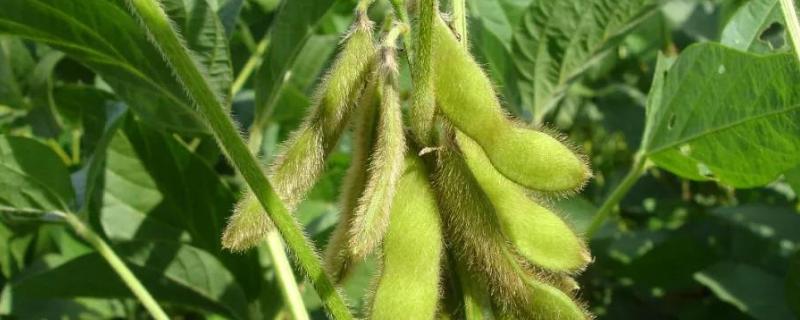 大豆种子萌发的必备条件是什么，东升一号大豆积温多少