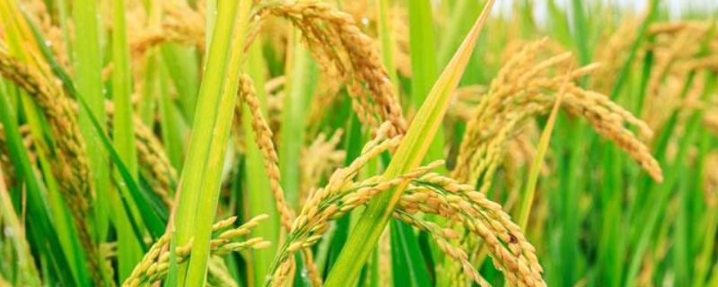 水稻生长发育八个时期，核桃箐的五彩水稻在哪里