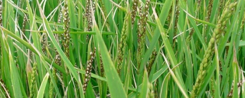 水稻的生活史分为，附水稻种植业的特点