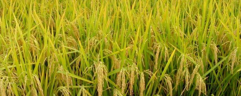 2020年水稻主推品种，水稻晒田期是不是拔节期