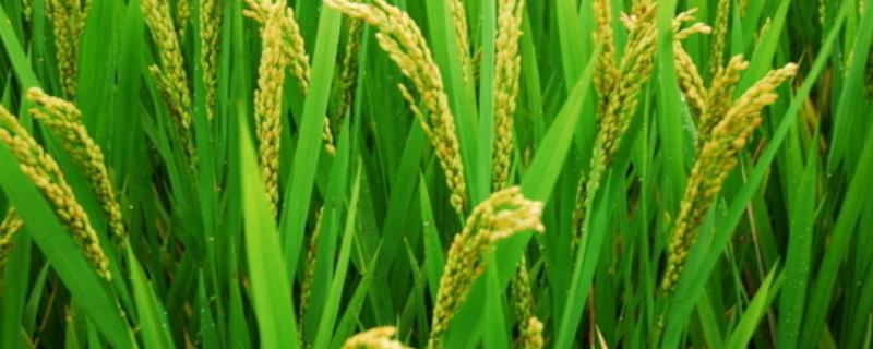 中华小稻农水稻怎么种，100斤水稻烘干计算公式
