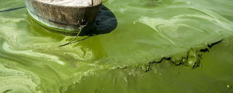 蓝藻在渔业和水质监测中的作用，能进行光合作用的原因是什么