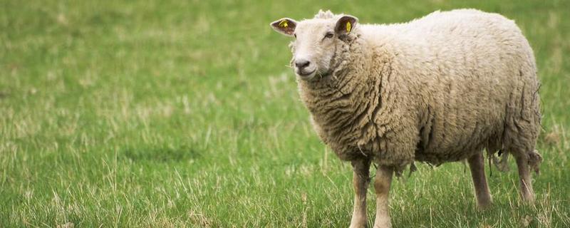 羊的养殖技术及饲养管理，羊三好饲料的功效