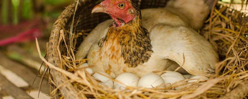 母鸡吃什么容易下蛋，为什么天冷了鸡就不下蛋了