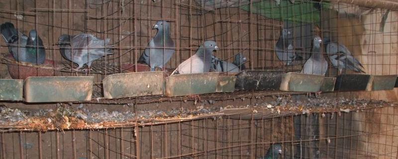 鸽子的养殖方法与喂养