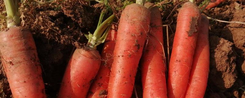 胡萝卜属于哪一类饲料，胡萝卜施肥用什么肥料