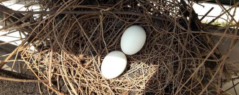 斑鸠蛋几天孵出来，不孵几天会冻死