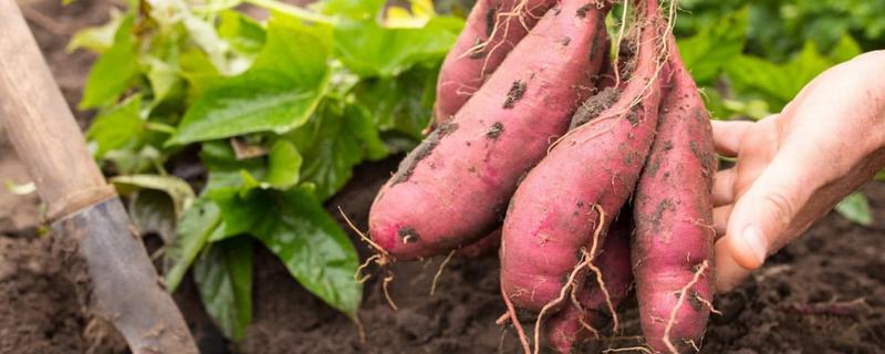 红薯生长有四个阶段，红薯生长周期有多长