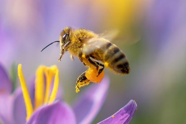 蜜蜂分为几种蜂