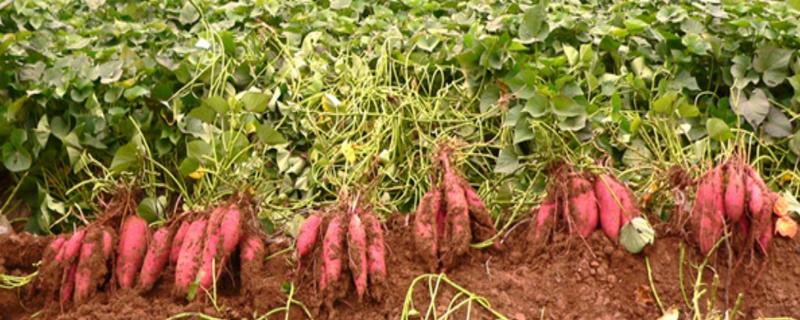 红薯怎样种植才能高产量