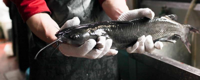 皮皮鮰是什么鱼，有哪些养殖注意事项