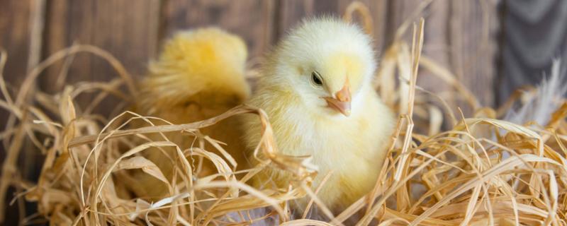 小鸡怎么养成活率最高，养殖中容易出现哪些疾病