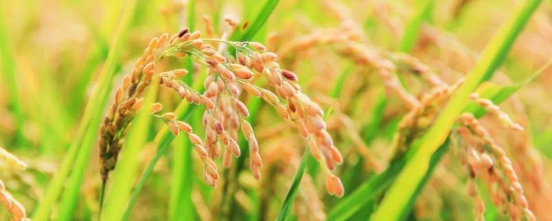 水稻要施几次肥料，怎么施肥