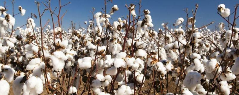 新疆棉花一亩地能产多少斤，什么时候开始采摘