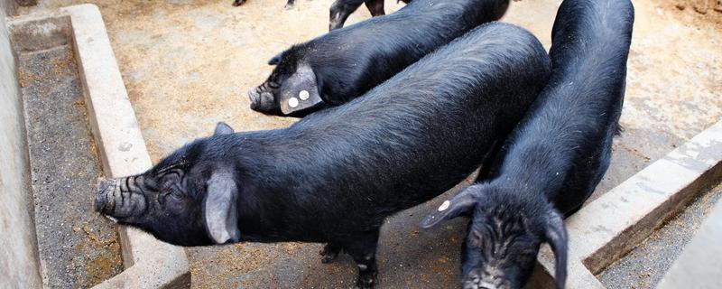 野猪和家猪杂交出来的猪种，野猪一胎产几个猪仔