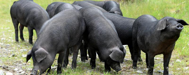 野猪和家猪杂交的猪叫什么，附野猪的养殖方法
