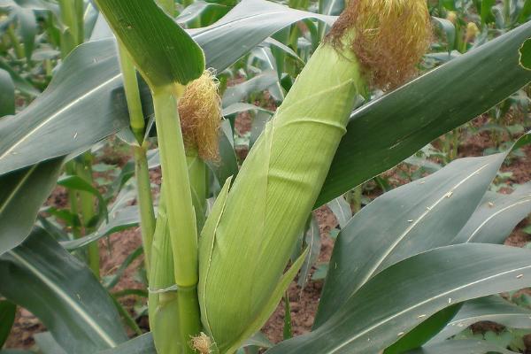 抗锈病的玉米品种